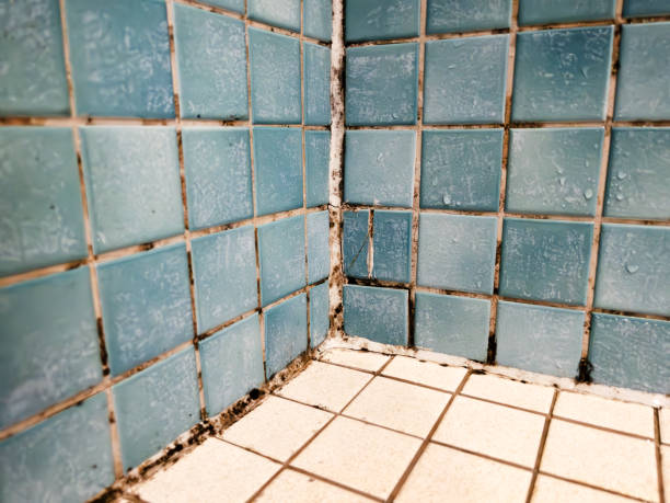 Best Forensic Mold Investigation  in Bishop, CA
