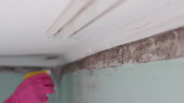 Best Post-Construction Mold Inspection  in Bishop, CA